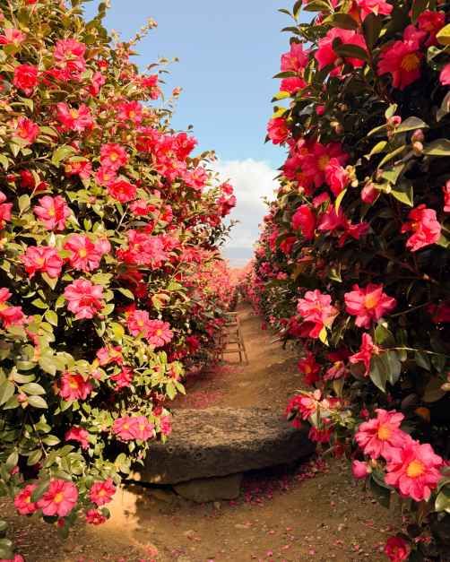 제주_숨도 (3).JPG