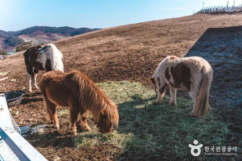 블랙스톤 벨포레 목장