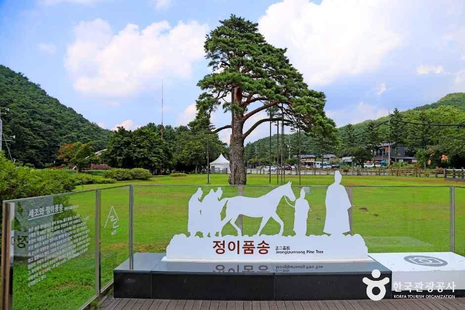 Boeun Songni Jeong Ipumsong Pine