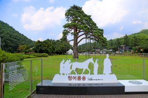 보은 속리 정이품송