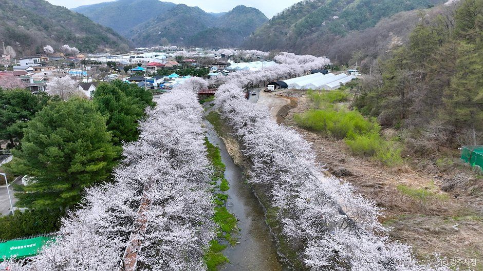 貴如里桜並木
