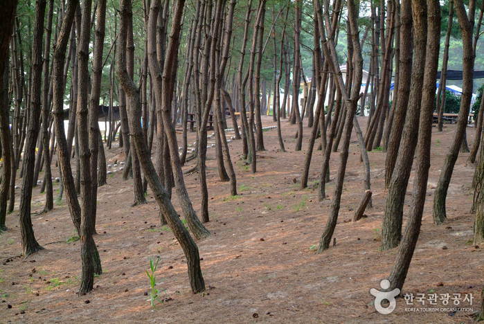 용두해수욕장 용두해수욕장