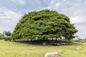 남해 창선도 왕후박나무