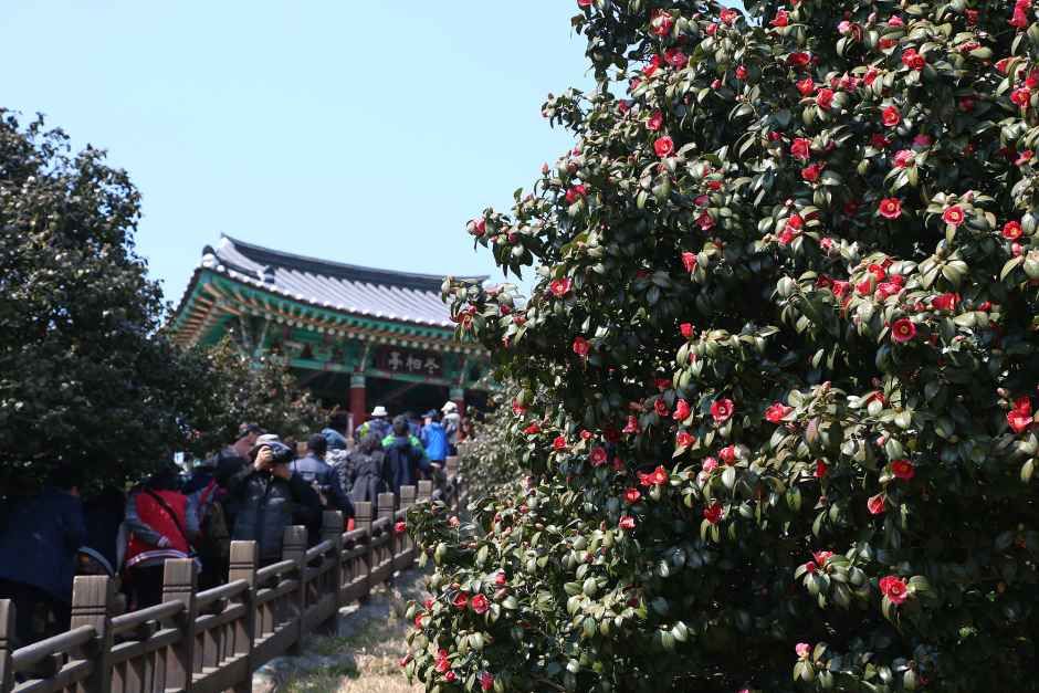 Seocheon Camellia Flower Octopus Festival
