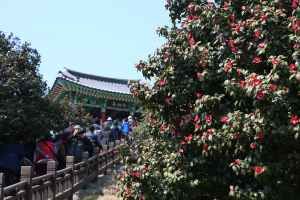 서천 동백꽃 주꾸미 축제