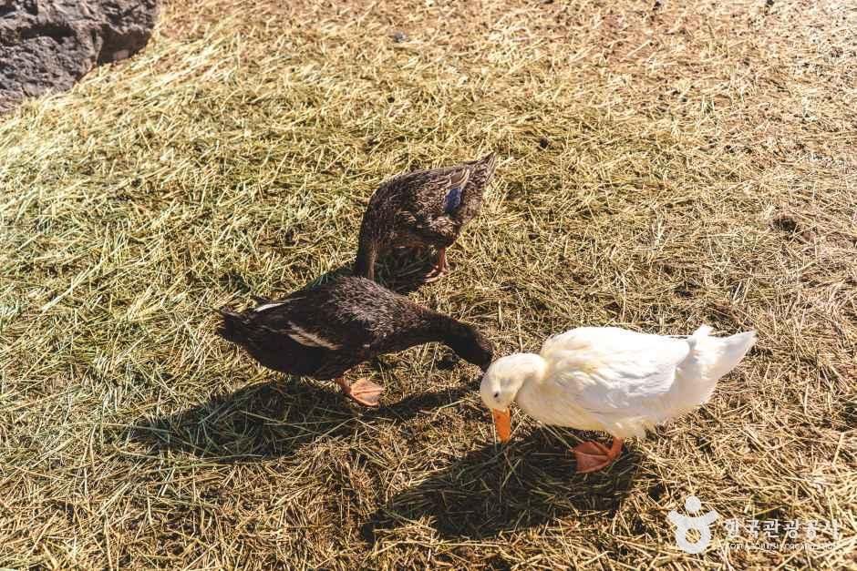 블랙스톤 벨포레 목장