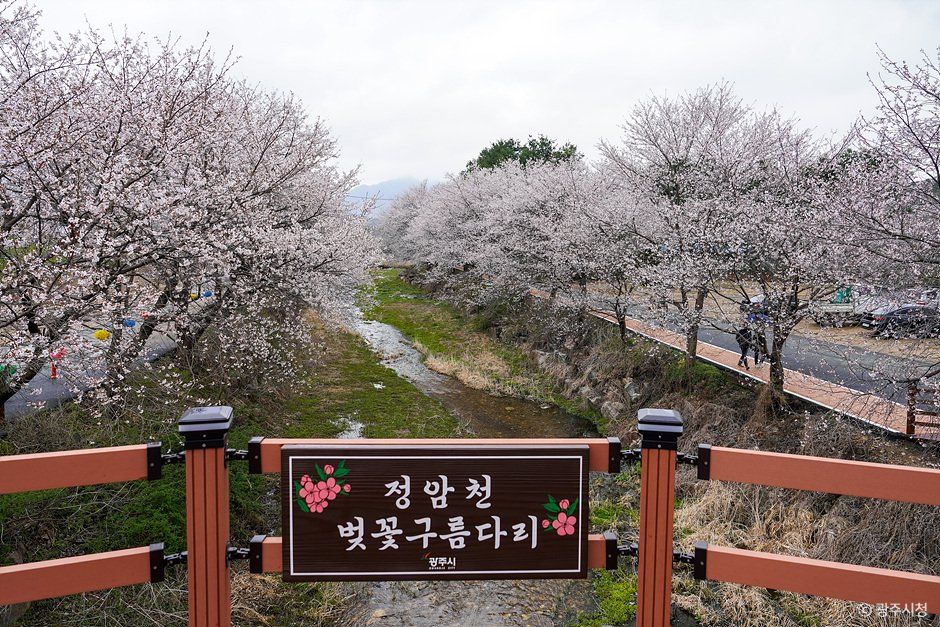 귀여리 벚꽃길