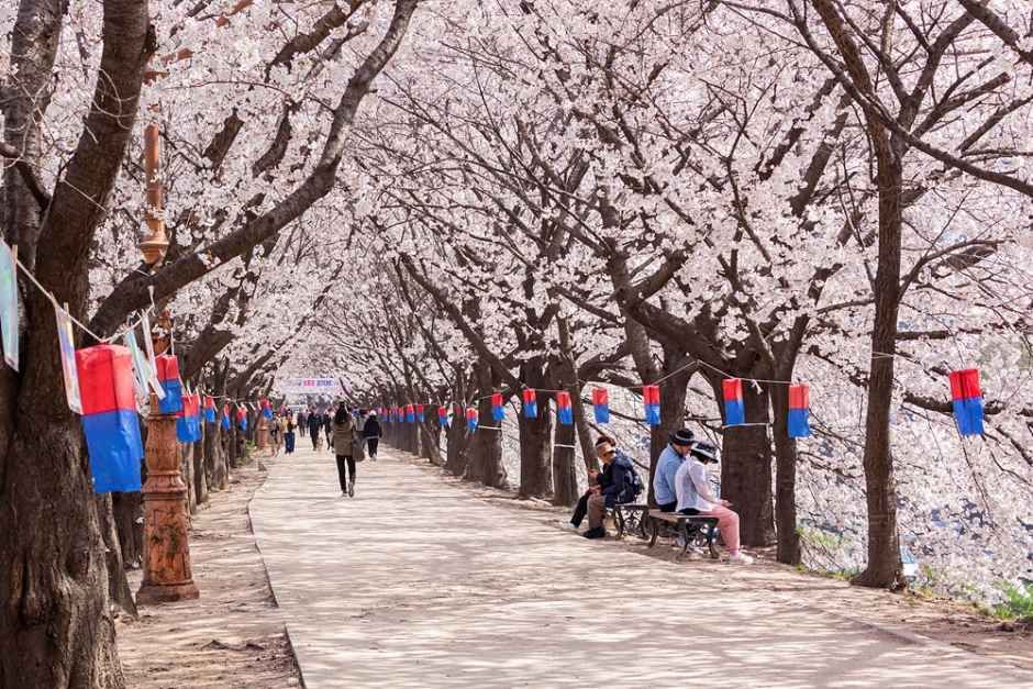 Yeouido Cherry Blossom Road