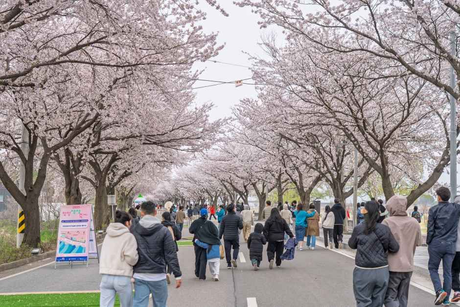 2026 양양 남대천 벚꽃축제 (1).jpg
