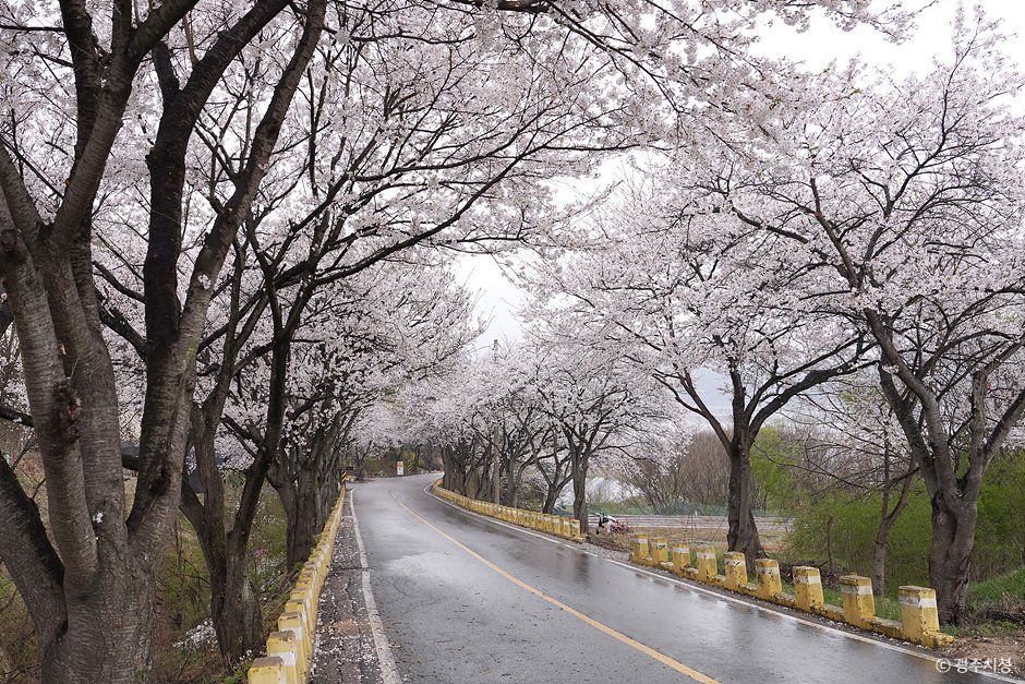 귀여리 벚꽃길