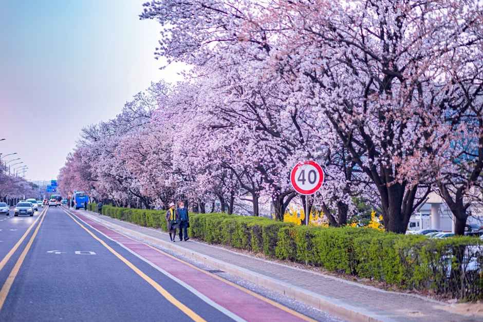 Yeouido Cherry Blossom Road