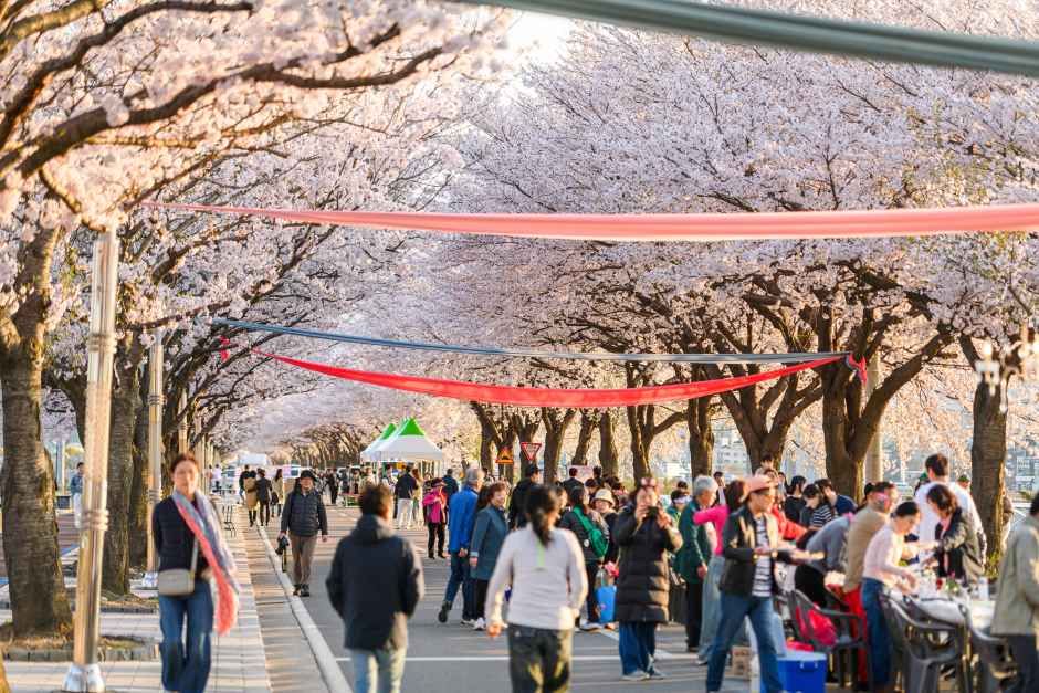 襄陽 南大川 桜祭り