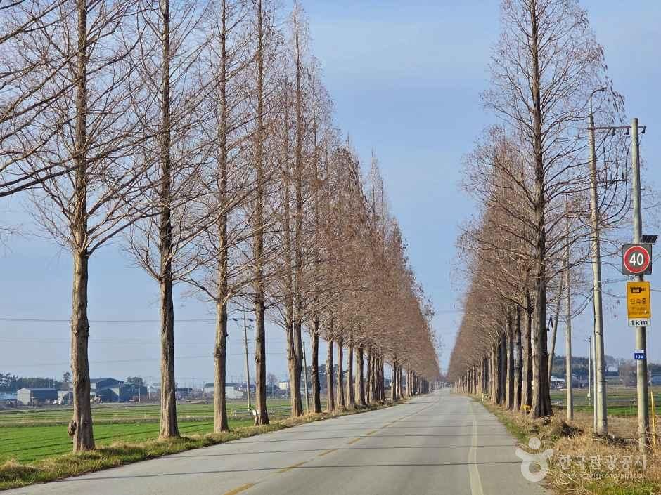 김제 메타세쿼이아길