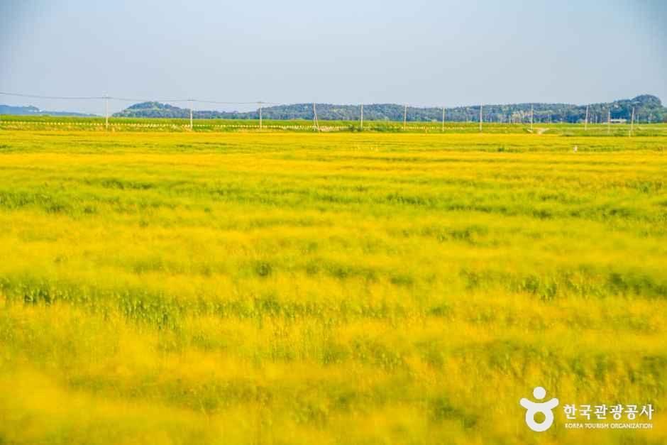 옥녀교차로 청보리밭