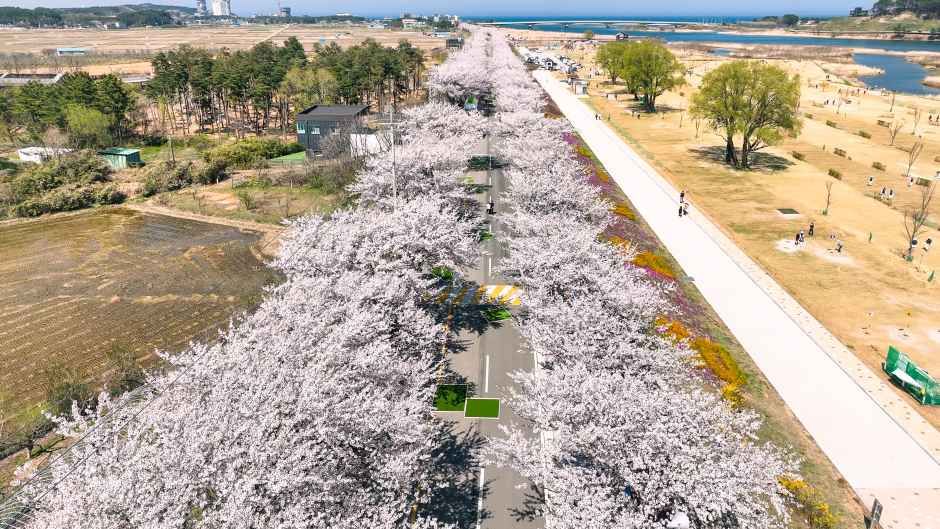 2026 양양 남대천 벚꽃축제 (3).jpg