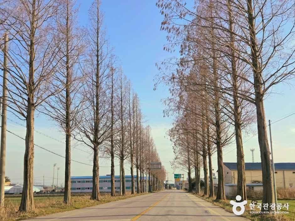 김제 메타세쿼이아길