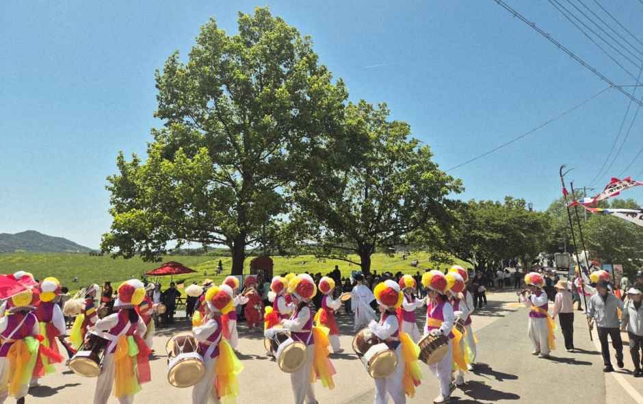 Gochang Festival der grünen Gerstenfelder (고창청보리밭 축제)