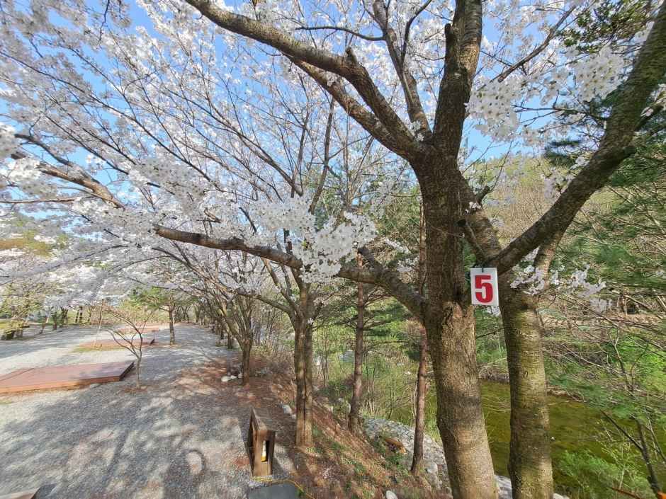 인제 연가리 오토캠핑장