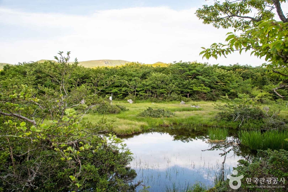 1100 Highland Wetland