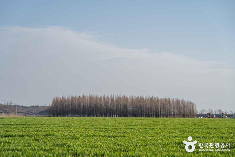 옥녀교차로 청보리밭
