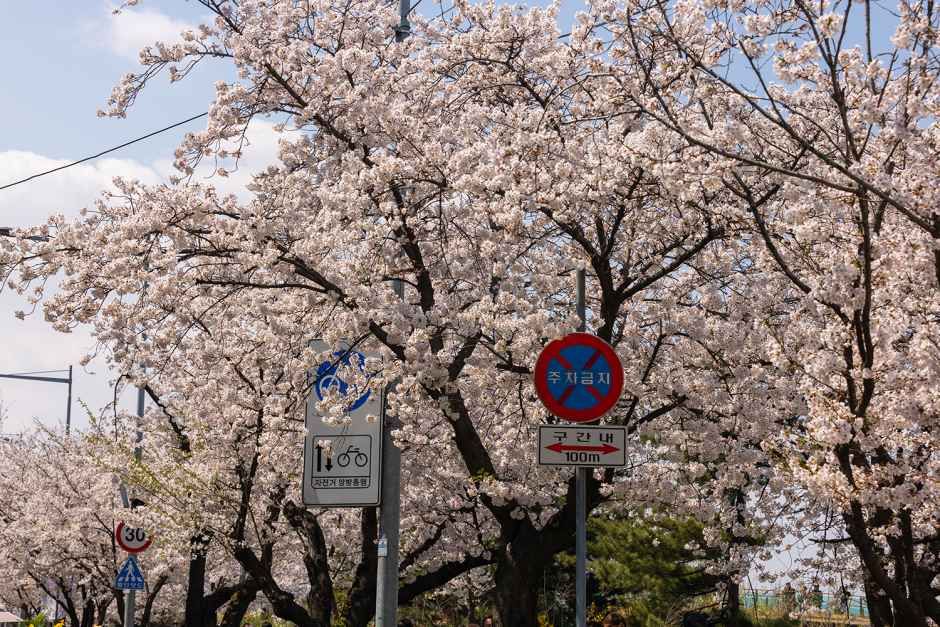 永登浦汝矣岛春花节