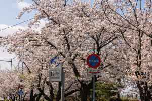 영등포 여의도 봄꽃축제