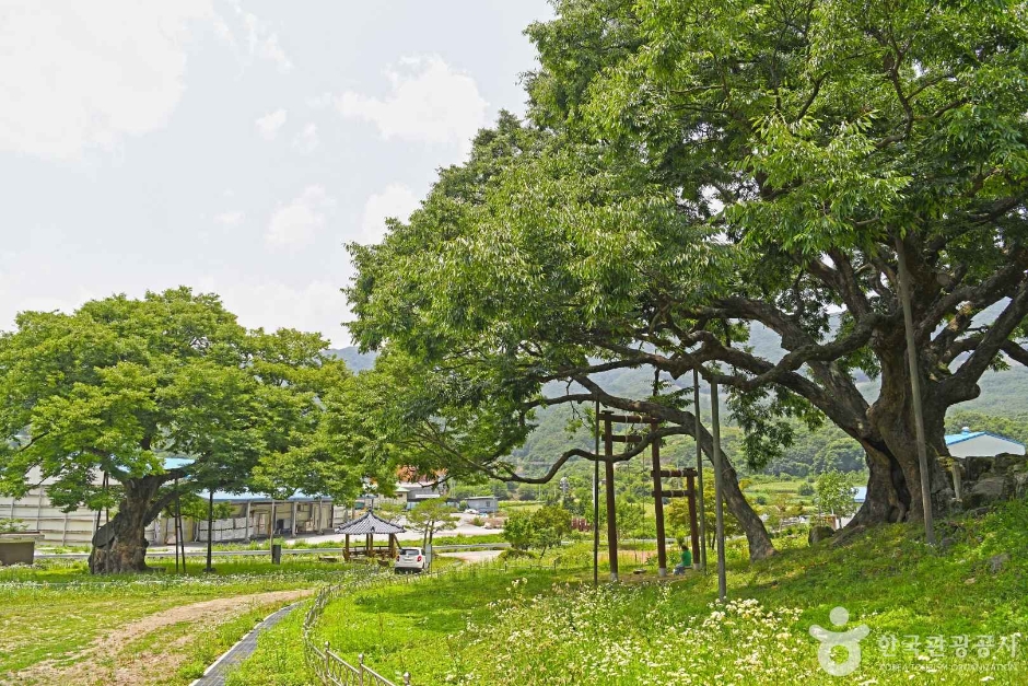 Goesan Ogari Zelkova Tree