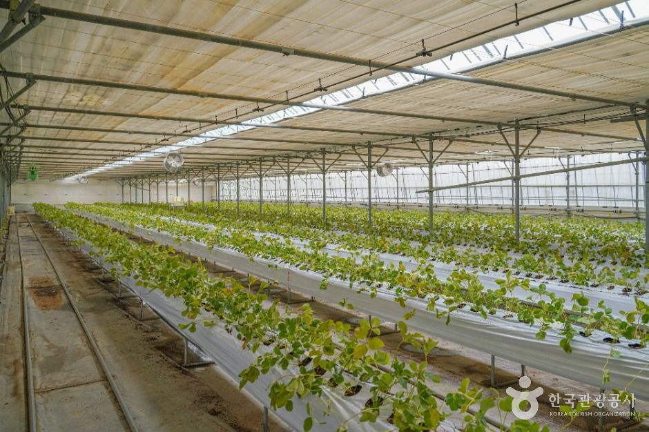 Boseong Singsing Farm