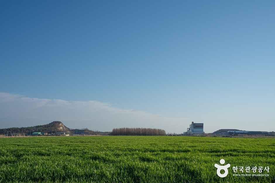 옥녀교차로 청보리밭