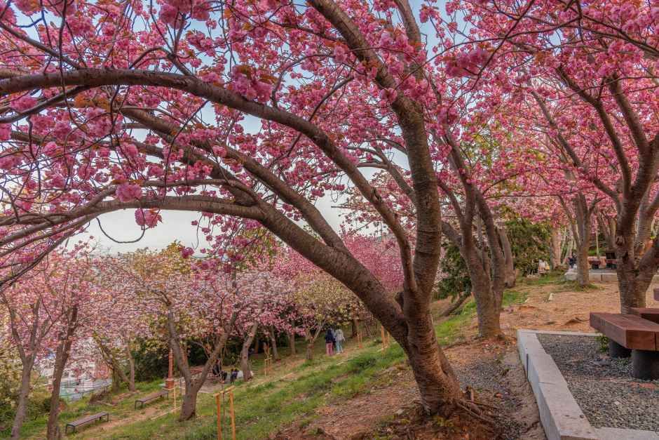 Double Cherry Blossom in Democracy Park
