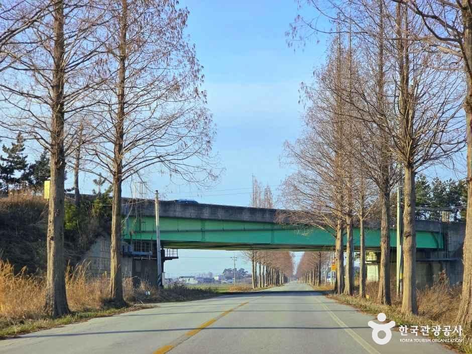 김제 메타세쿼이아길