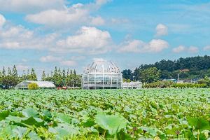 무안회산백련지