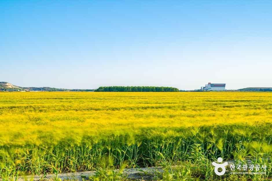 옥녀교차로 청보리밭