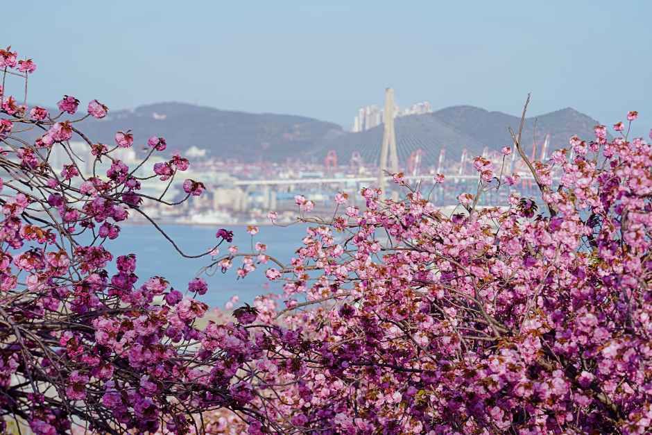 Double Cherry Blossom in Democracy Park