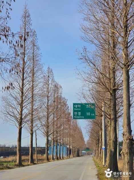 김제 메타세쿼이아길