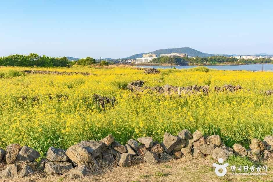 유채꽃재배단지