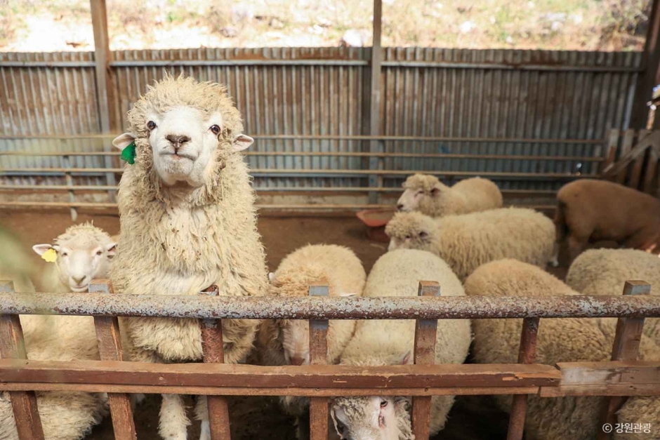 旌善羊の牧場