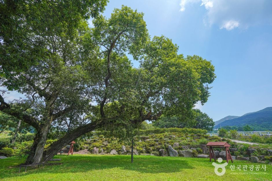 Sancheong Silmae-ri Old Willow Grove