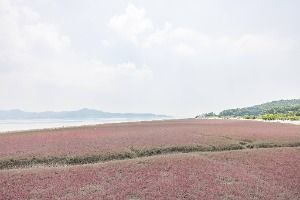 석모도 칠면초 군락지