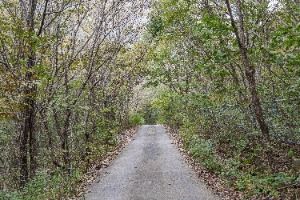 괴산 사담리 망개나무 자생지