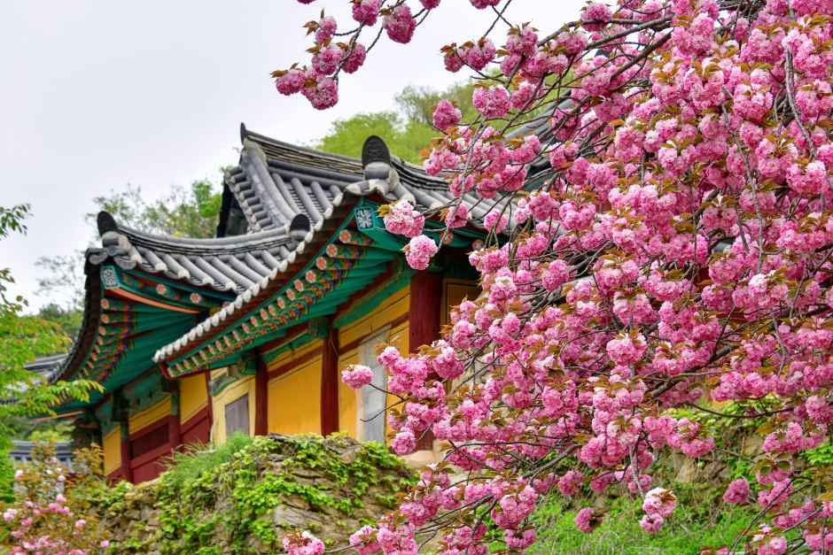 Double Cherry Blossoms at Gaesimsa Temple