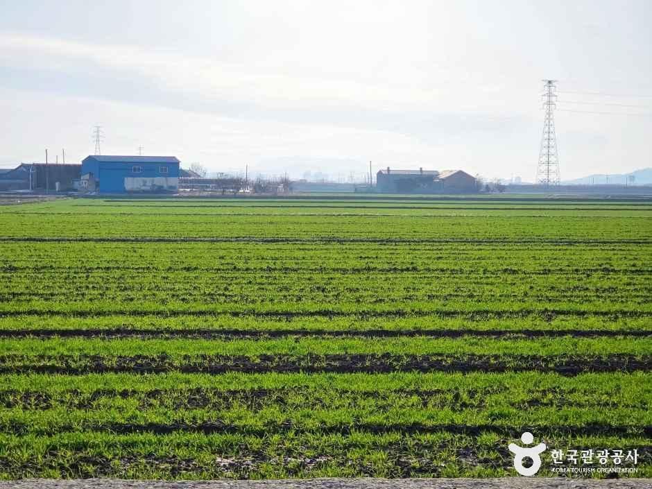 김제 메타세쿼이아길