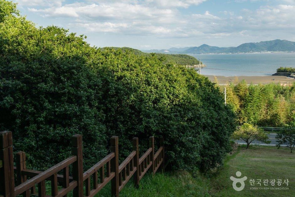 부안 도청리 호랑가시나무 군락