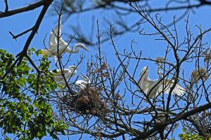 무안 용월리 백로와 왜가리 번식지
