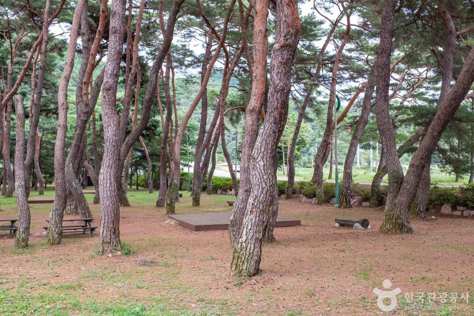 中坪松林