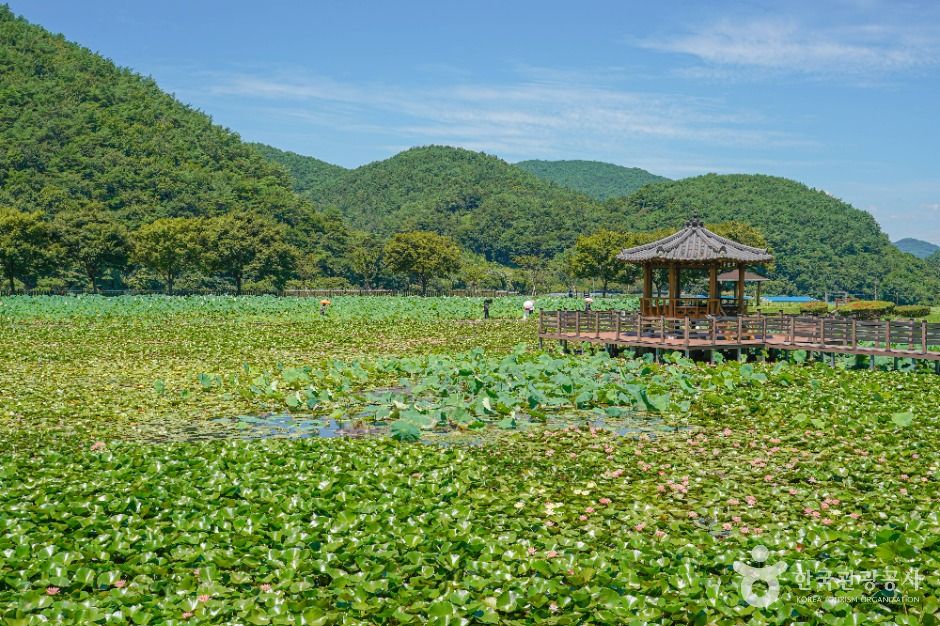 上里莲花公园
