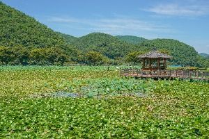상리연꽃공원
