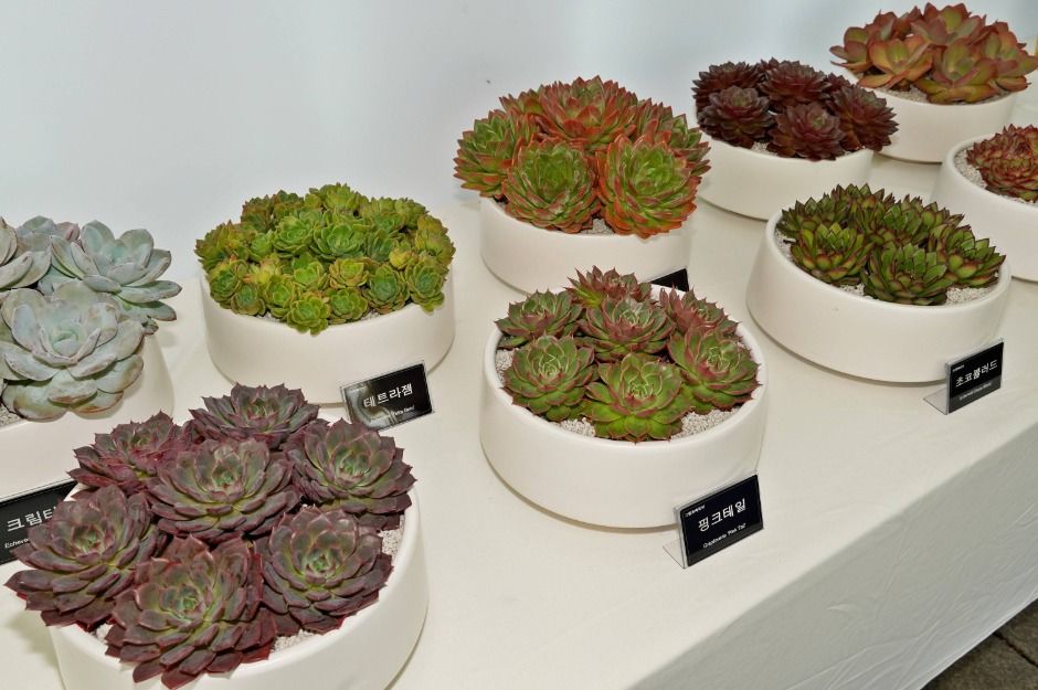 仙人掌与多肉植物展