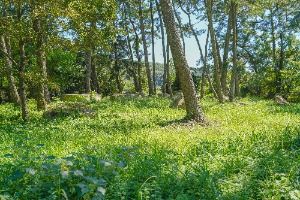 장흥 방촌리 지석묘군