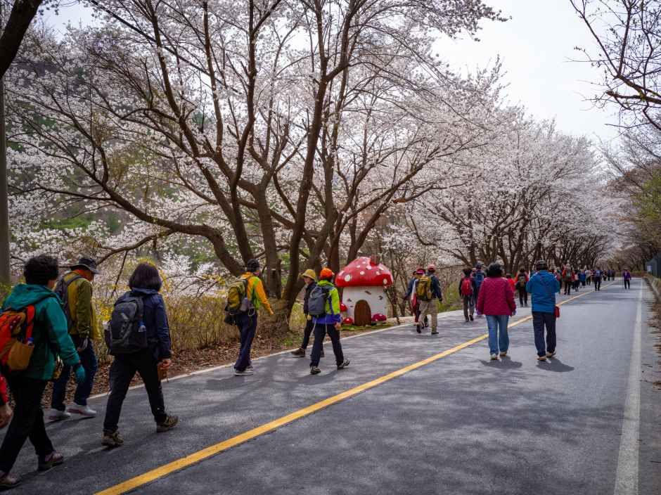 錦山 宝谷山村 山桜祭り